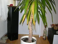 DSCN0480a.webp