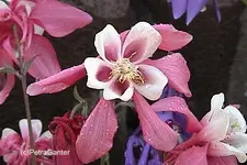 07akelei.webp
