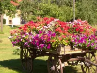 Blumenwagen.webp
