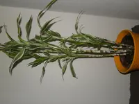 DSCN0484.webp