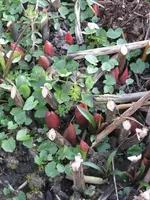 Garten09 005.webp