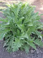 Garten09 006.webp