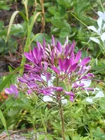 gartenbilder 004.jpg