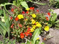 neu 027.webp