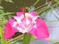 tigerblume.webp