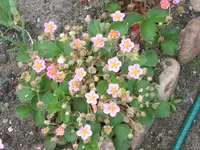 SA500010.webp