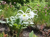 ismene juni2008-02.JPG
