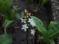 Bild 259.webp