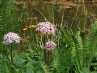 Bild 269.webp