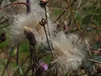 Bild 1012.webp