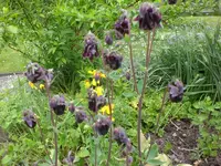 Garten 05-3 068.webp