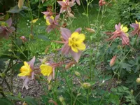 Garten 05-4 008.webp