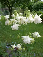Garten 05-4 011.webp