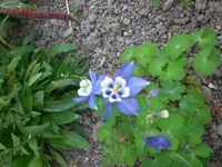 Garten 05-4 023.webp