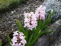 Garten04-2008-23.jpg