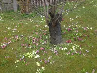 Garten04-2008-24.webp