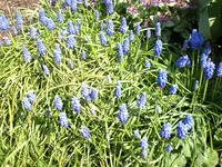 Garten04-2008-30.jpg