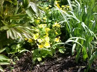 Garten04-2008-31.webp