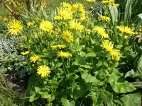 Garten04-2008-32.jpg