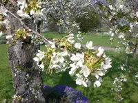 Garten04-2008-35.jpg