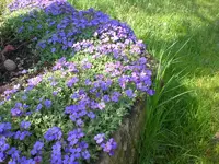 Garten04-2008-34.jpg