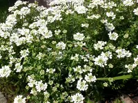 Garten04-2008-38.webp