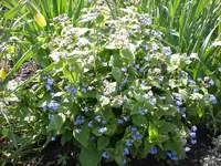 Garten04-2008-39.jpg