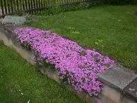 Garten04-2008 001.webp