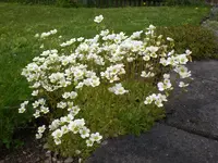 Garten04-2008 002.jpg