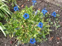 Garten04-2008 022.webp