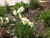 Garten04-2008 020.jpg