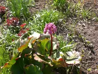 Garten04-2008 019.jpg