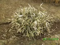 zebragras-bambus 003kl.webp