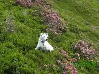almrausch,kl.webp