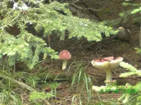 fliegenpilz,kl.webp