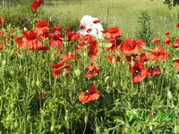 mohn,kl.webp