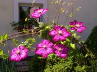 Clematis.jpg