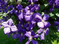 clematis 1.webp