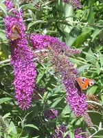 sommerflieder.webp