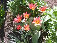 wildtulpen rot.webp