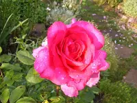 TAU AUF DER ROSE.webp