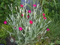 SA500108.JPG