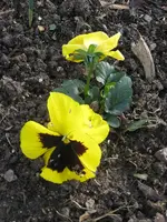 Garten09 004.webp