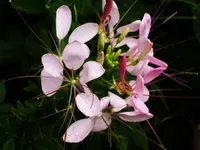 Garten 020.webp