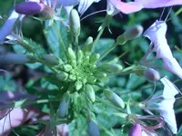Garten 017.webp