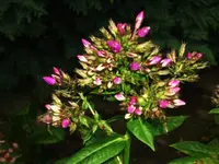 Garten 018.webp