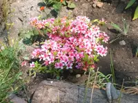 garten-neu 063.webp