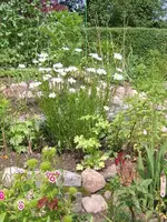 blumenbilder neu 010.webp