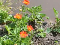bachnelkenwurz.webp