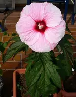 PICT0018 (Kopie).webp
